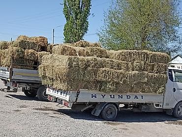 тайлар сатылат: Клевер доставка есть1укос 79шт и ещё сено аралаш мелкий 63шт 300с — 2