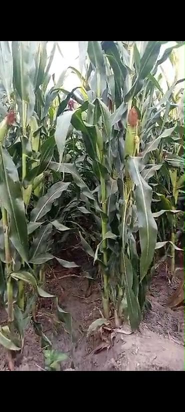 силосная: 🌽 ПРОДАЮ УРОЖАЙ КУКУРУЗЫ на силос В наличии 2,4 га кукурузы. 🌱 Урожай — 2