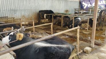 коммерческое: Продаю фазенду со всеми условиями трёх фазка вода канализация хоз — 12