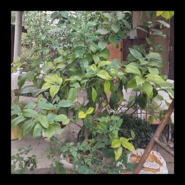 дом на колесах цена бишкек: Лимоны — 1