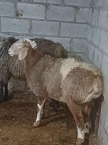 хомяк цена бишкек: Продаю | Баран (самец) | Для разведения | Племенные — 1