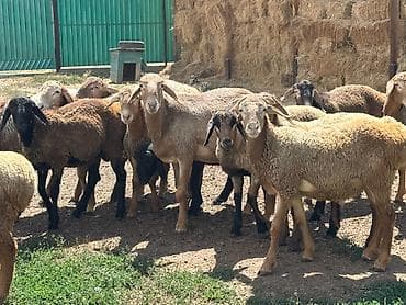 кошка манас: Продаю | Ягненок, Баран (самец) | Полукровка, Арашан | На забой, Для разведения | Племенные — 1