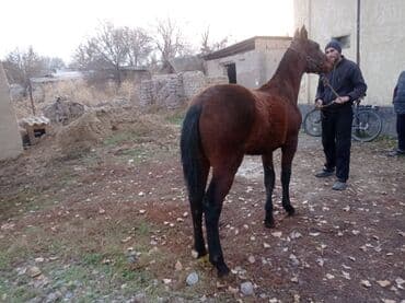 сколько стоит порода собаки доберман: Сатам | Жылкы (эркек) | Аргын | Жумушка — 1
