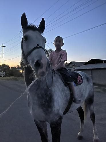 Лошади, кони: Продаю | Конь (самец) | Конный спорт | Племенные — 9