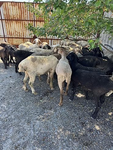 инкубатор умница: Продаю | Овца (самка), Ягненок, Баран (самец) | Гиссарская, Полукровка, Меринос | На забой, Для разведения, Для шерсти | Племенные, Кастрированные, Осеменитель — 4