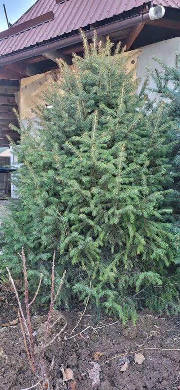 искусственные цветы бишкек: Саженцы деревьев: Ели, Самовывоз — 2