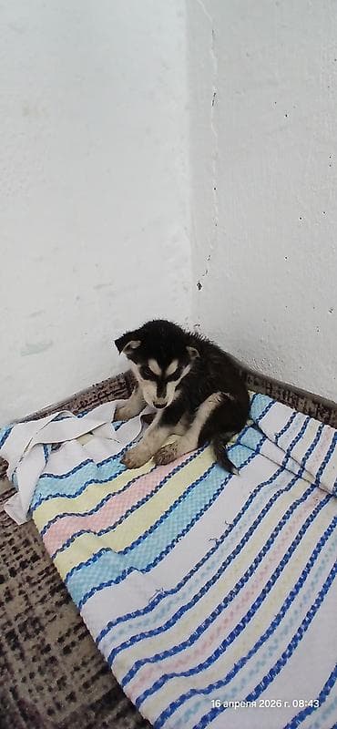 сколько стоит собака хаски: Щенки В ДОБРЫЕ РУКИ смесь с хаски помёт из 3 малышей. Окрас: - чёрный — 2