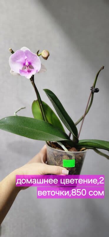 цветы для мамы: Орхидеи цветущие850 сом — 1