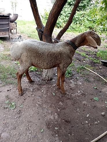 Продаю | Баран (самец) — 10