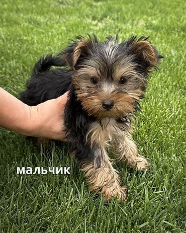 собака бишкек: Продаются щенки йоркширского терьера Мальчик и две девочки Дата — 8
