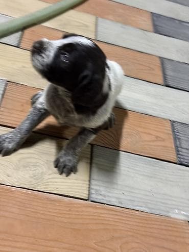 акита ину цена: Дратхаар, 1 месяц, Самец — 4