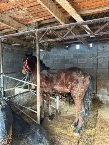 шнок пидбул: Продаю | Конь (самец), Жеребец | Рабочий — 1