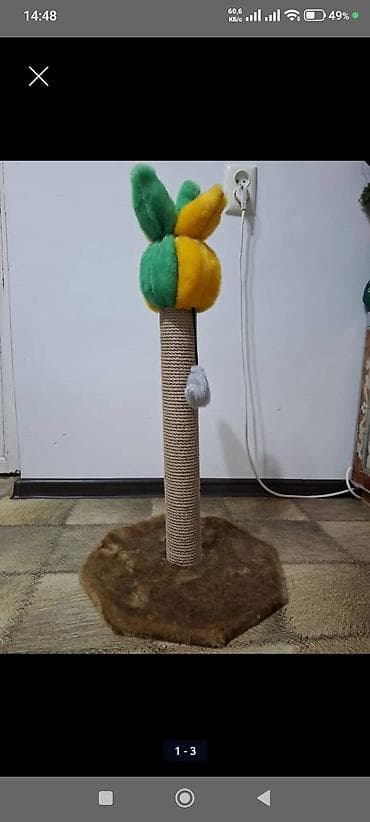 белые кошки: Девочка, Приучена к лотку — 6