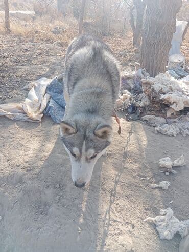 хаски щенок цена: Хаски, 6 месяцев, Самец — 6