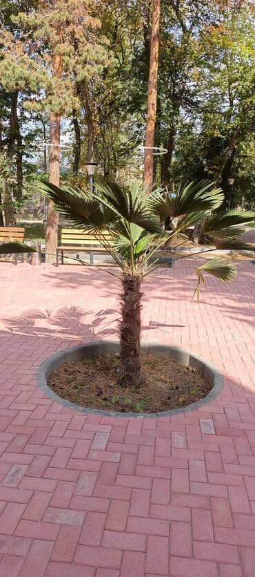 продажа рассады: Көчөттөр гүлдүн — 11