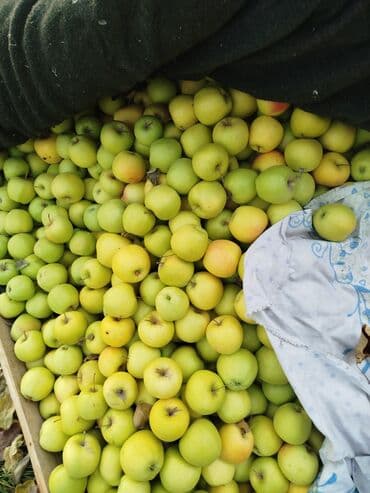 помидор урук: Алмалар — 1