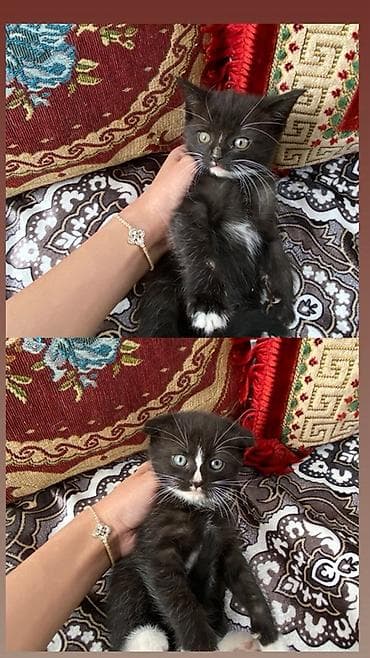 Продаю своих домашних котят по 1500 сом за каждую🐈 Приучены к лотку а