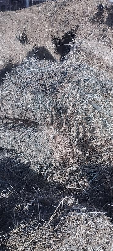 отруби купить оптом: 1 кос — 5