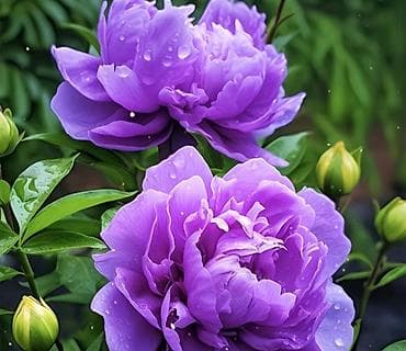 раки рак: Спаржа Саженцы спаржи. Спаржа корнями. Спаржа саженцы. Информация для — 10