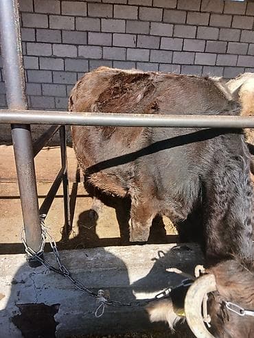 мака сото: Продаю | Корова (самка) | Алатауская | На забой — 2