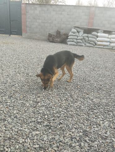 собаки вязка: Овчарка, 2 месяца, Самец — 1