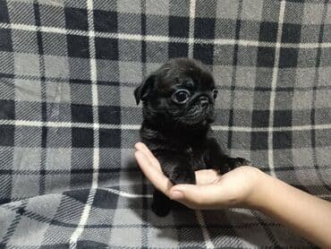 продажа щенков мопса: Мопс, 1 месяц, Самец, С родословной — 4