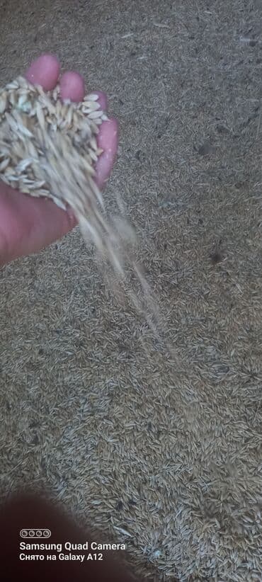 детскую кроватку кроватка к: Буудай, арпа сатылат. Арпа байчечекей — 1