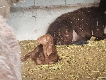 палетный ящик: Корзина — 3