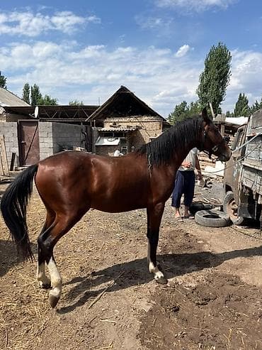скачка ээр: Продаю | Жеребец | Рабочий — 8