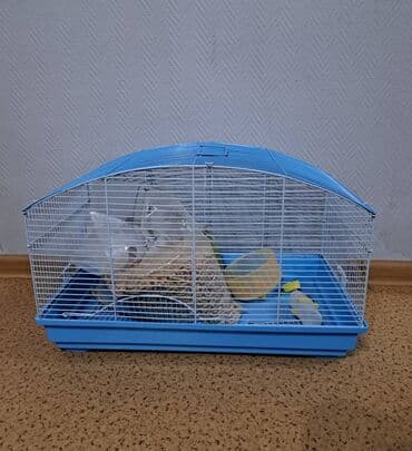 клетки для хомяков бишкек: Продаю клетку + 5 кг древесного наполнителя длина 56 см ширина 30 см — 2