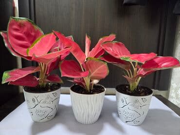 уличные растении: Шлюмбергера (декабрист, рождественский кактус) в горшке. - — 8