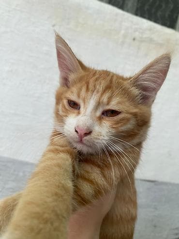 рыжие котята бесплатно: Котята — домашние любимцы Описание: - Окрас: рыжие тигровые (пара — 1