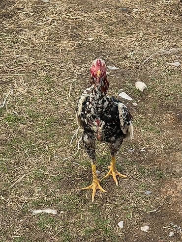 уургачы тай: Продаю | Петух | Бойцовая | Для разведения — 5