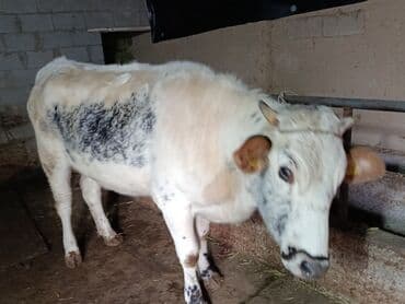 лайка ит: Продаю | Тёлка | Полукровка | Стельные — 3