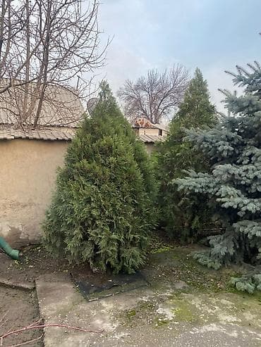 листья смородины: Туя западная (Thuja occidentalis), декоративные взрослые растения для — 2