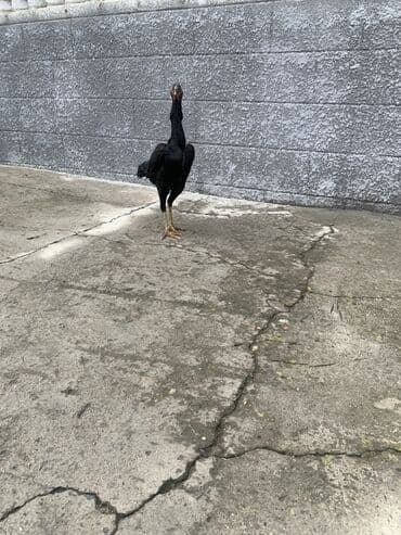 продаю породистых коров: Продаю | Куры, Петух | Дакан | Для разведения, Несушки, Для боев — 1