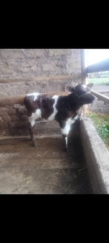 бирка для животных: Продаю | Музоо, торпок | На откорм | Привязанные — 2