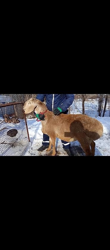 авган бараны: Продаю | Баран (самец) | Долан | Для разведения | Племенные — 2