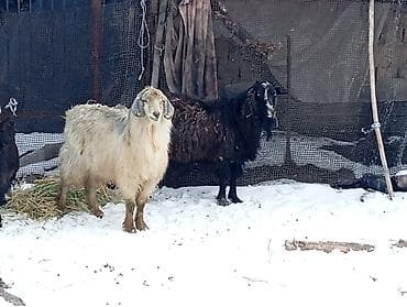 семиз козу сатылат: Сатам | Теке (эркек) | Көбөйтүү үчүн | Асыл тукумдуу — 3