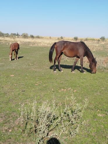 объявления о собаках sobaka: Продаю | Конь (самец) — 2