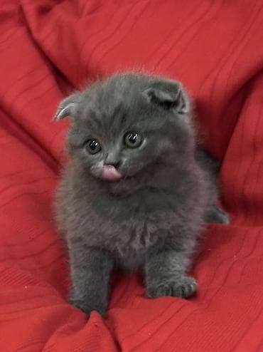 временные приюты для кошек: Продаются шотландские котята, (Scottish Fold, Scottish Straight). С — 6