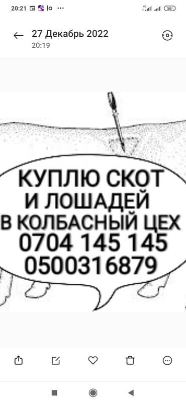 объявления о пропаже животных: Сатып алам | Уйлар, букалар, Жылкылар, аттар | Бардык шартта, Күнү-түнү, Союлган — 1