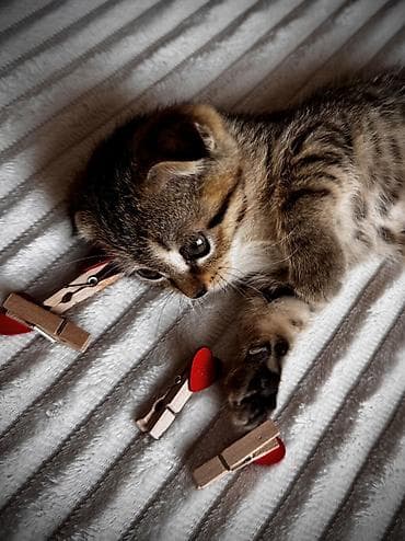 кара мышык: Невозможно не влюбиться… 🐾🥹 Маленькие шотландские котята — ласковые — 4