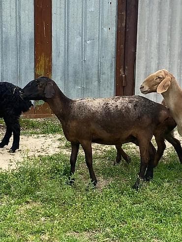 мел для крс: Продаю | Овца (самка) | Для разведения | Матка — 4