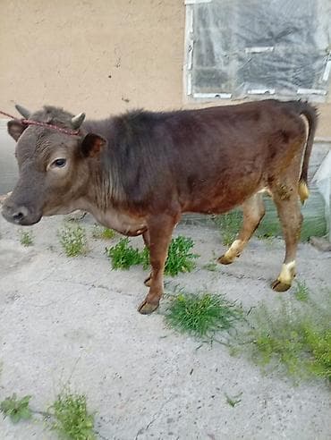 зоомагазин бишкек орто сай: Сатам | Кунаажын | Байланган — 2