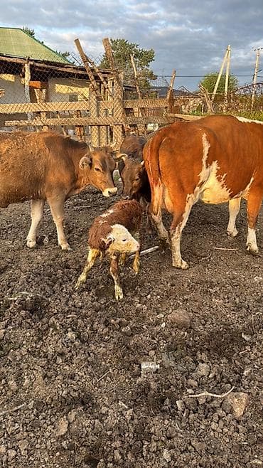 продаю тёлка: Продаю | Корова (самка), Бык (самец) | Герефорд, Симментальская — 2