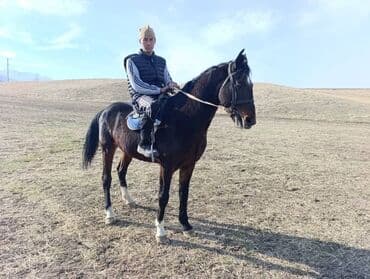 хочу купить щенка немецкой овчарки: Продаю | Конь (самец) | Рабочий — 1