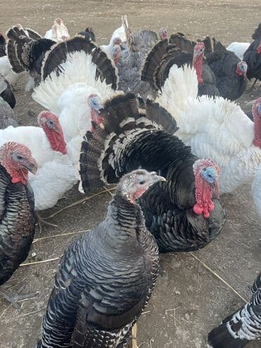 Кошки: 🦃 Индюки мясных пород — Бишкек, село Манас Предлагаем крупных — 5