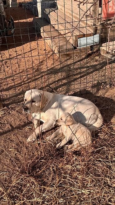 куплю щенка лабрадора: Лабрадор-ретривер, 2 месяца, Самец — 4