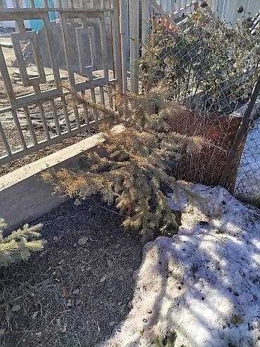 Отун: Көчөттөр дарактардын: Карагайлар, Өзү алып кетүү, Акысыз жеткирүү, Акылуу жеткирүү — 2